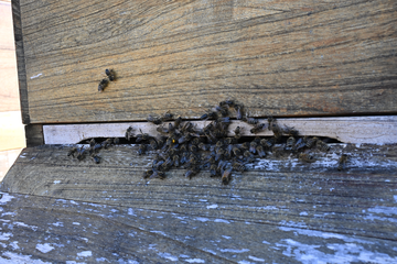 Das Wildbienenhotelprojekt - GCP aktiv für Natur & Klima