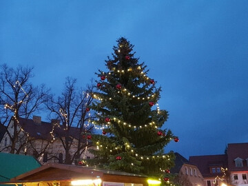 GCP spendet Weihnachtsbaum für Delitzscher Adventsmarkt
