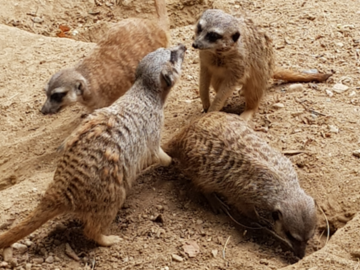 GCP unterstützt Chemnitzer Zoo