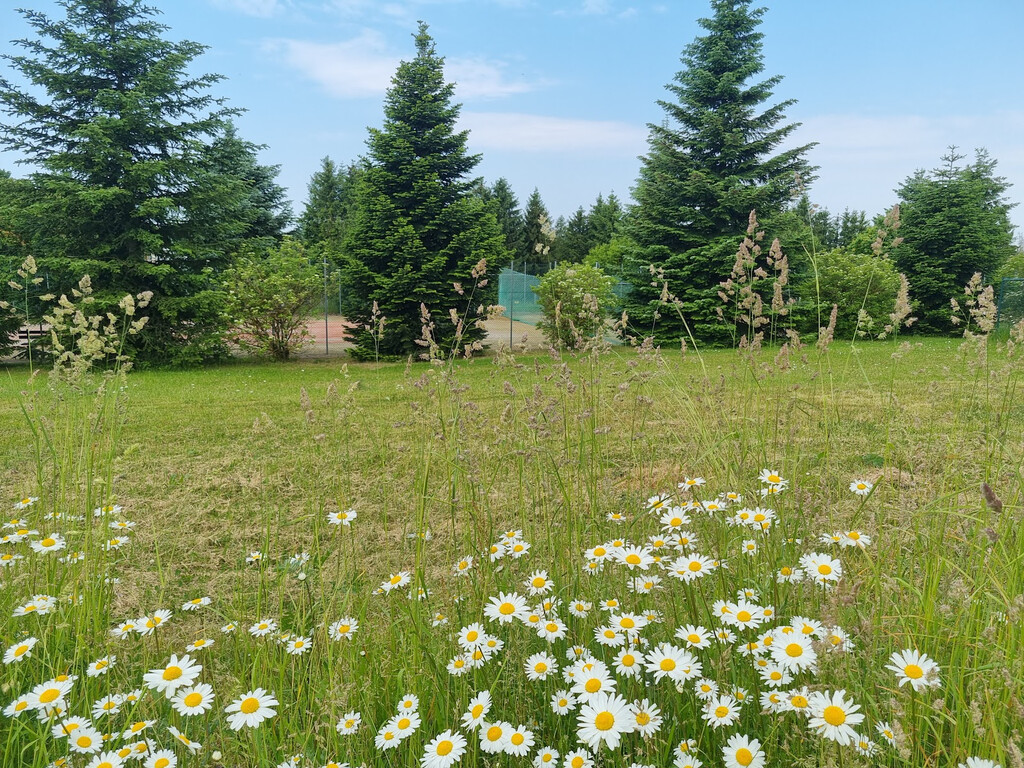 Rinderplatz 7, 06536 Südharz