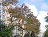 Robinienstraße 10, 01169 Dresden