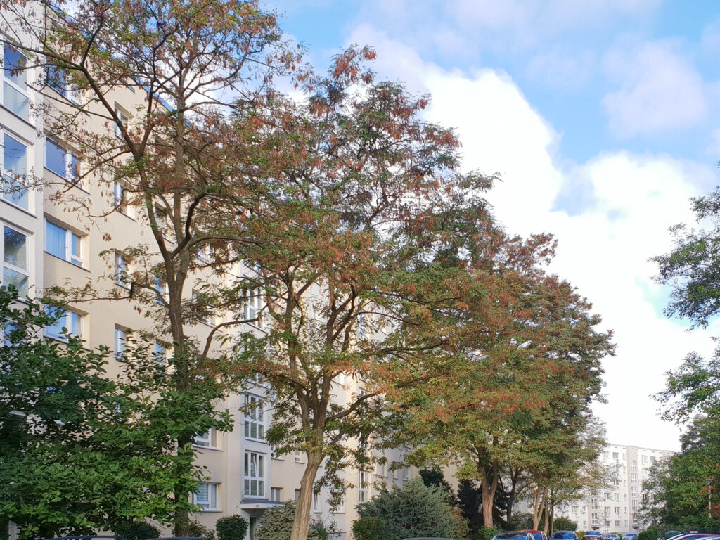 Robinienstraße 10, 01169 Dresden